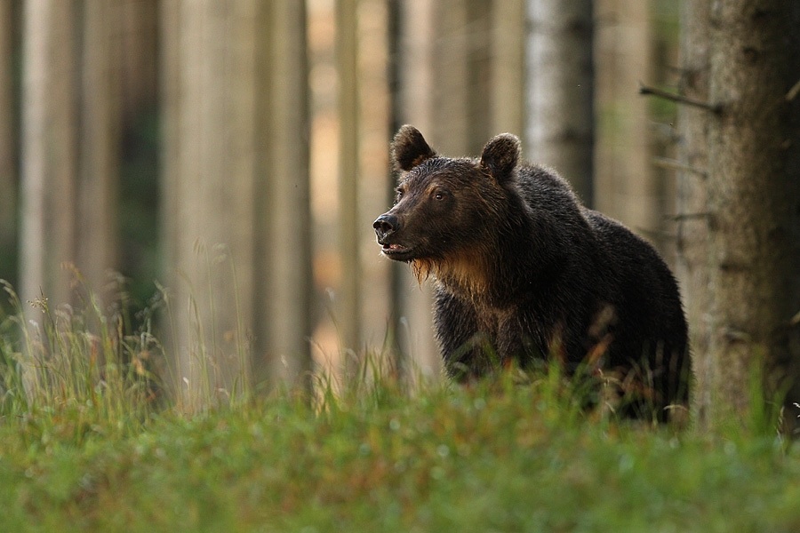 Medved hnědý-samec