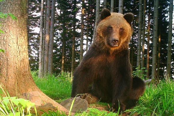 Medved hnědý - statný samec