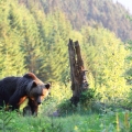 Medved hnědý